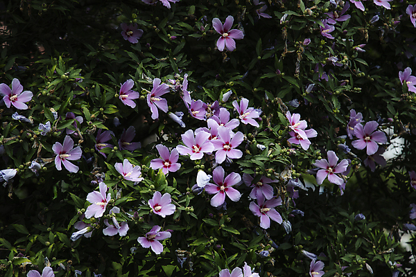 포토 JPG 주간 여러송이 자연 나뭇잎 사람없음 야외 무궁화 무궁화나무 국내포토 자연요소 나무 꽃 다수 잎 생태계 파일형식
