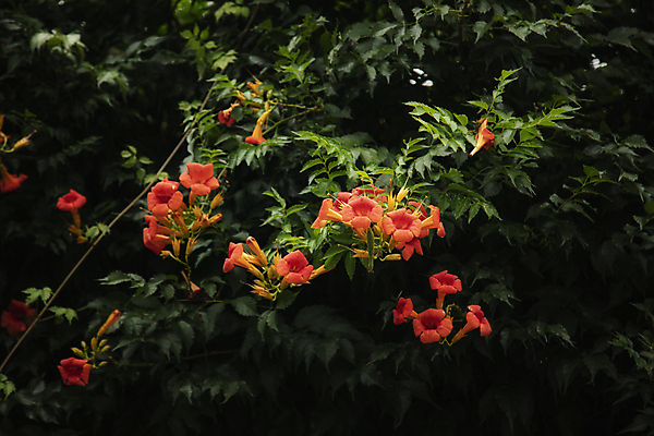 포토 JPG 주간 잎 여름꽃 자연 사람없음 야외 여름 능소화 국내포토 자연요소 식물 계절 꽃 생태계 파일형식 여름_계절