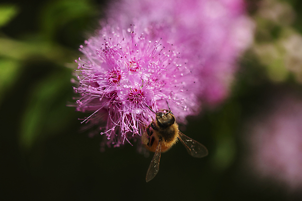 포토 JPG 주간 한마리 꽃 자연 근접촬영 사람없음 야외 아웃포커스 꿀벌 조팝나무 국내포토 자연요소 나무 식물 1 뷰포인트 촬영기법 벌_곤충 생태계 파일형식