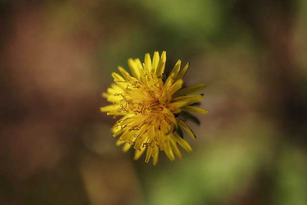 포토 JPG 주간 한송이 자연 근접촬영 사람없음 야외 아웃포커스 여름 민들레 국내포토 자연요소 1 계절 꽃 뷰포인트 촬영기법 생태계 송이 파일형식