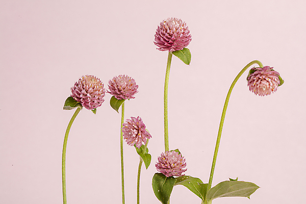 포토 JPG 줄기 여러송이 잎 실내 사람없음 귀여움 분홍색배경 천일홍 국내포토 식물 꽃 분홍색 다수 백그라운드 컨셉 내부 파일형식