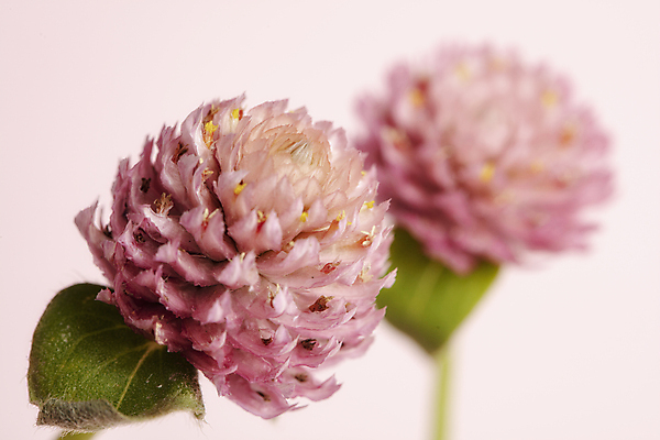 포토 JPG 잎 실내 근접촬영 사람없음 아웃포커스 귀여움 두송이 분홍색배경 천일홍 국내포토 식물 꽃 뷰포인트 분홍색 백그라운드 컨셉 2 촬영기법 내부 파일형식