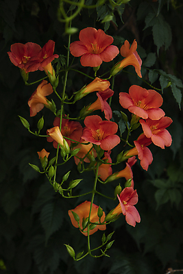 포토 JPG 주간 줄기 여러송이 여름꽃 자연 검은배경 사람없음 야외 여름 꽃봉오리 능소화 국내포토 자연요소 식물 계절 꽃 다수 백그라운드 검은색 생태계 파일형식 여름_계절