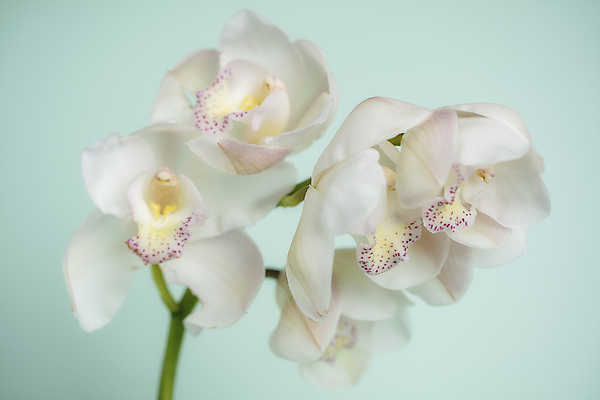 포토 JPG 꽃 실내 사람없음 파란배경 단아함 양란 국내포토 식물 백그라운드 내부 파란색 난초 파일형식