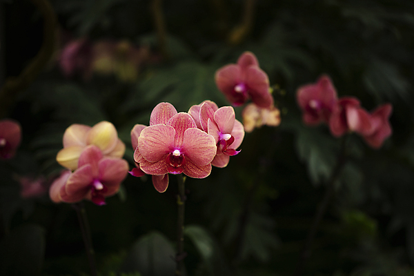 포토 JPG 주간 꽃 여러송이 자연 사람없음 야외 아웃포커스 양란 국내포토 자연요소 식물 다수 촬영기법 난초 생태계 파일형식