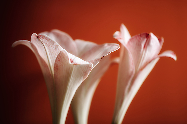 포토 JPG 실내 근접촬영 사람없음 백합 세송이 시들음 빨간배경 국내포토 꽃 뷰포인트 백그라운드 3 내부 빨간색 파일형식