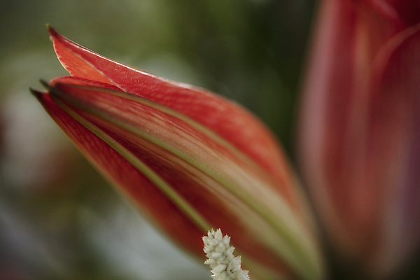 포토 JPG 주간 자연 근접촬영 사람없음 야외 아웃포커스 나리꽃 국내포토 자연요소 꽃 뷰포인트 촬영기법 생태계 파일형식