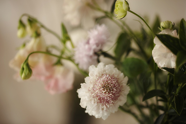 포토 JPG 꽃 여러송이 잎 실내 사람없음 아웃포커스 꽃봉오리 베이지색배경 스카비오사 국내포토 식물 다수 백그라운드 촬영기법 내부 베이지색 파일형식