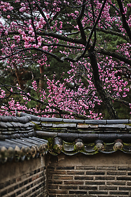 포토 JPG 주간 자연 풍경 사람없음 야외 창덕궁 매화나무 홍매화 기와담장 국내포토 자연요소 나무 한국 기와 담장 궁전 생태계 매화 파일형식