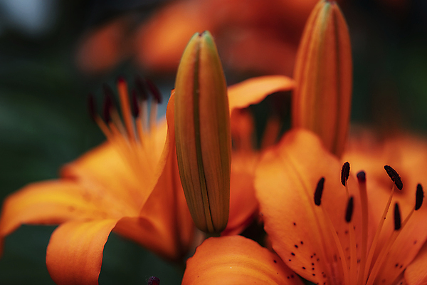 포토 JPG 주간 여름꽃 자연 근접촬영 사람없음 야외 아웃포커스 여름 화려 강렬 나리꽃 국내포토 자연요소 계절 꽃 뷰포인트 컨셉 촬영기법 생태계 파일형식 여름_계절