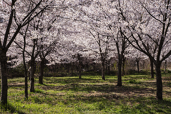 포토 JPG 주간 자연 사람없음 야외 봄 벚꽃 벚나무 숲 만개 국내포토 자연요소 나무 계절 꽃 생태계 파일형식
