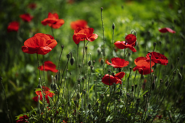 포토 JPG 주간 여러송이 꽃밭 여름꽃 자연 사람없음 야외 아웃포커스 여름 꽃봉오리 양귀비 국내포토 자연요소 계절 꽃 다수 촬영기법 생태계 파일형식 여름_계절