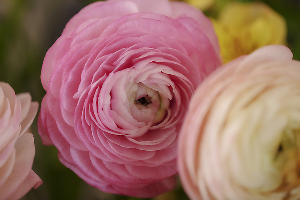 포토 JPG 여러송이 실내 근접촬영 사람없음 아웃포커스 귀여움 소프트포커스 라넌큘러스 국내포토 꽃 뷰포인트 다수 컨셉 촬영기법 내부 파일형식