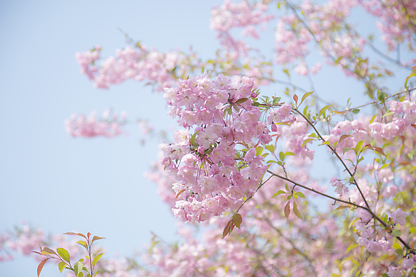 포토 JPG 주간 봄꽃 자연 하늘 사람없음 야외 아웃포커스 봄 나뭇가지 만개 사과꽃 국내포토 자연요소 나무 계절 꽃 촬영기법 생태계 파일형식