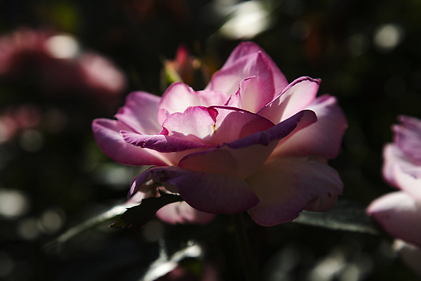 포토 JPG 주간 한송이 자연 사람없음 야외 아웃포커스 여름 빛 장미 강렬 만개 국내포토 자연요소 1 계절 꽃 촬영기법 생태계 송이 파일형식