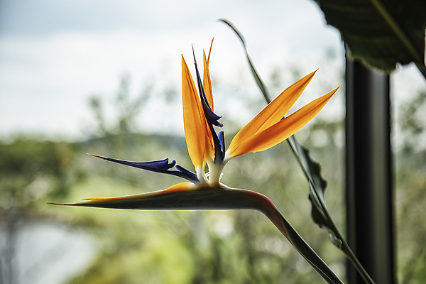 포토 JPG 주간 잎 한송이 자연 사람없음 야외 아웃포커스 화려 극락조화 국내포토 자연요소 식물 1 컨셉 촬영기법 생태계 송이 파일형식
