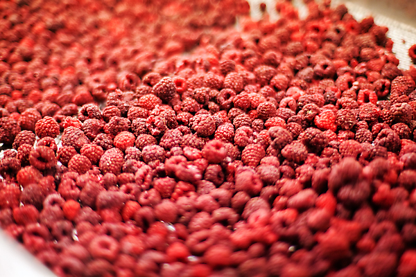 포토 JPG 해외이미지 공장 사람없음 아웃포커스 냉동 기계 제조 소프트포커스 가득함 산딸기 식품공장 냉동식품 해외포토 음식 과일 공업 촬영기법 파일형식 이미지허브