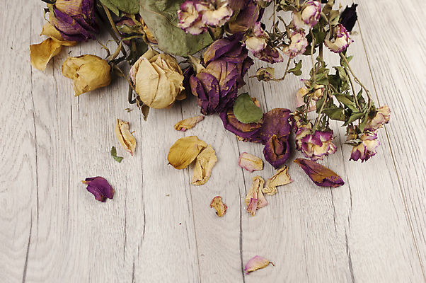 포토 JPG 해외이미지 식물 디자인 꽃잎 꽃 종이 분홍색 꽃다발 결혼 백그라운드 잎 꽃무늬 자연 탁자 엄마 표면 날씨 건조 발렌타인데이 선물 사랑 사람없음 목재 장식 상자 뷰티 장미 갈색 우주 낭만 수확 벚꽃 가을 시골 축하 인사 신용카드 정상 심볼 복고 내추럴 그런지 옛날 카피스페이스 해외포토 나무 계절 감정 컬러 가구 컨셉 무늬 농업 재료 가족 데이이벤트 이벤트 금융 공백 예절 생태계 파일형식 이미지허브