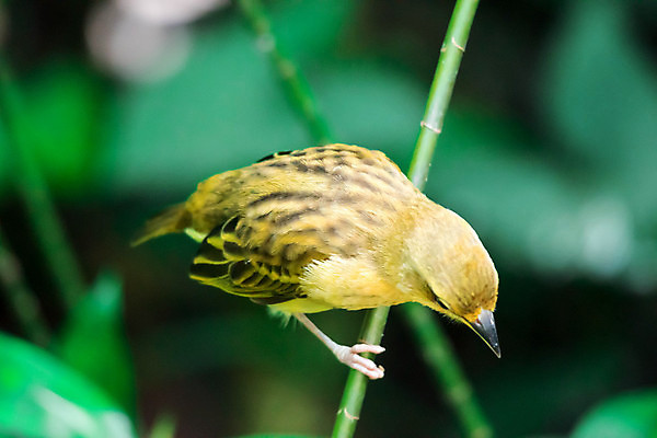 포토 JPG 해외이미지 나무 동물 여자 야생동물 날개 자연 조류 동양인 사람없음 빨간색 보라색 봄 나뭇가지 깃털 동물상 해외포토 식물 계절 컬러 사람 인종 조형물 생태계 파일형식 이미지허브