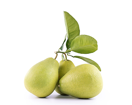 포토 JPG 해외이미지 잎 과일 사람없음 연두색 포멜로 해외포토 식물 초록색 파일형식 이미지허브