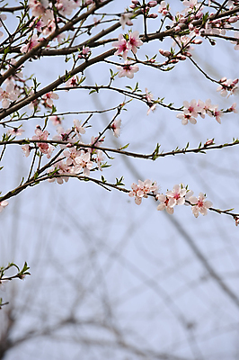 포토 JPG 해외이미지 식물 꽃잎 꽃 분홍색 잎 꽃무늬 자연 하늘 사람없음 봄 벚꽃 나뭇가지 해외포토 나무 계절 컬러 무늬 생태계 파일형식 이미지허브