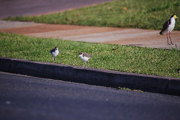 포토 JPG 해외이미지 주간 동물 1 호수 얼굴 야생동물 자연 조류 병아리 가면 사람없음 초록색 햇빛 뷰티 검은색 흰색 아기 호주 깃털 부리 동물상 해외포토 자연요소 컬러 사람 신체부위 태양 조형물 오세아니아 생태계 파일형식 이미지허브