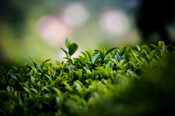포토 JPG 해외이미지 지붕 굴뚝 사람없음 안개 숲 난로 삼림지대 해외포토 날씨 난방기 파일형식 이미지허브