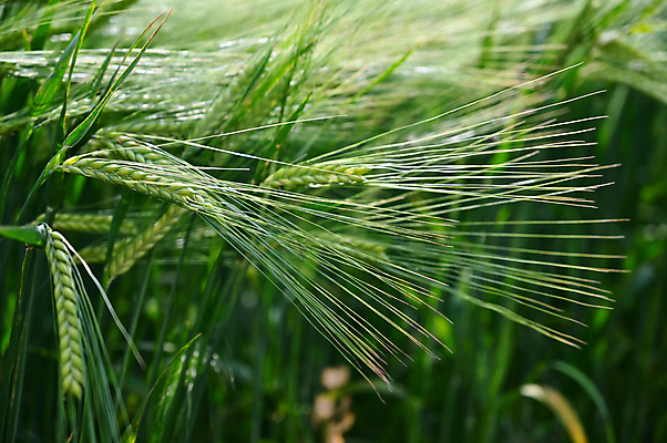 포토 JPG 해외이미지 식물 계절 음식 줄기 백그라운드 잎 밭 농업 자연 하늘 건강 옥수수 씨앗 사람없음 야외 초록색 파란색 농작물 햇빛 태양 뷰티 농장 농경지 환경 봄 수확 성장 흰색 시골 낟알 땅 시리얼 밀 유기농 보리 장면 내추럴 밭일 호밀 수평선 세련 해외포토 자연요소 웰빙 산업 컬러 곡류 생태계 파일형식 이미지허브