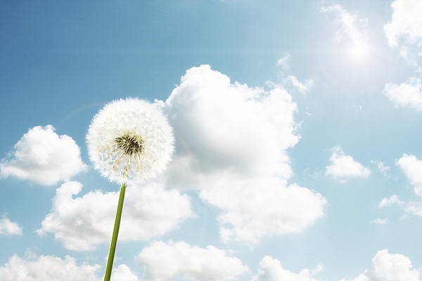 포토 JPG 해외이미지 주간 하늘 사람없음 야외 태양 민들레 민들레홀씨 해외포토 자연요소 꽃 파일형식 이미지허브