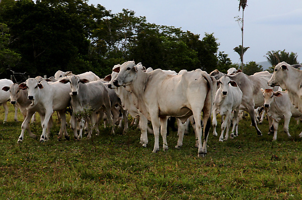 포토 JPG 해외이미지 동물 직업 전통 여행 밭 농업 자연 노동자 사람 사람없음 농장 목장 시골 도시 소 승마 카우보이 습지 군중 승차 저녁 방목 종업원 황소 먼지 카우보이모자 송아지 밭일 서쪽 브라질사람 해외포토 모자_잡화 산업 새끼 스포츠 포유류 모션 축산업 야간 방향 생태계 파일형식 이미지허브
