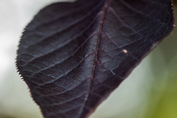 포토 JPG 해외이미지 나무 식물 계절 공원 꽃 분홍색 백그라운드 잎 밭 자연 하늘 휴가 발렌타인데이 사람없음 야외 빨간색 파란색 컬러풀 뷰티 정원 일본 보라색 봄 벚꽃 나뭇가지 개화 체리 닫기 자주색 심볼 내추럴 해외포토 공공시설 아시아 컬러 농업 과일 모션 데이이벤트 생태계 파일형식 이미지허브