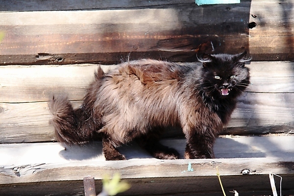 포토 JPG 해외이미지 동물 백그라운드 잎 장난 포유류 발 수염 주택 털 잔디 사람없음 야외 빨간색 초록색 파란색 반려동물 소파 점프 고양이 줄무늬 산책 회색 흰색 작음 꼬리 얼룩무늬 솜털 수의사 발톱 해외포토 식물 컬러 무늬 의자 모션 휴식 건물 신체부위 의사 크기 파일형식 이미지허브