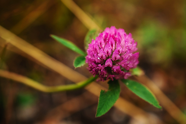 포토 JPG 해외이미지 식물 꽃잎 꽃 분홍색 백그라운드 잎 꽃무늬 패턴 농업 자연 아침 사람없음 야외 빨간색 초록색 물 농작물 새싹 환경 정원 활발 거품 젖음 들꽃 성장 벚꽃 물방울 시골 신선 액체 클로버 떨어짐 이슬 허브 순수 내추럴 꽃수술 해외포토 주간 자연요소 산업 컬러 컨셉 무늬 생태계 파일형식 이미지허브