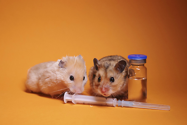 포토 JPG 해외이미지 백그라운드 주사기 사람없음 설치류 햄스터 주사약 주황색배경 해외포토 동물 의료기기 반려동물 약 주황색 파일형식 이미지허브