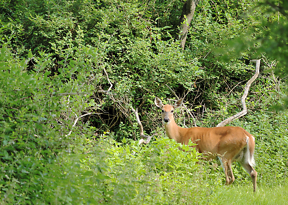 포토 JPG 해외이미지 동물 여자 야생동물 포유류 자연 사슴 사람없음 야외 숲 암사슴 해외포토 사람 암컷 생태계 파일형식 이미지허브