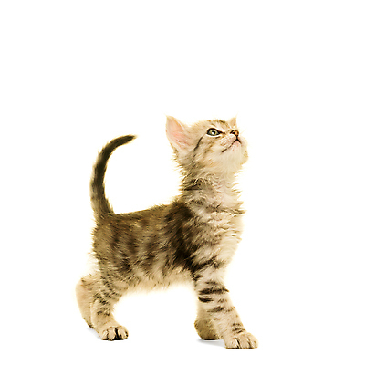 포토 JPG 해외이미지 동물 긴머리 응시 수염 사람없음 옆모습 고양이 줄무늬 회색 만지기 모피 호기심 흰배경 꼬리 부드러움 고립 튀르키예 해외포토 헤어스타일 시선 감정 아시아 뷰포인트 컬러 백그라운드 컨셉 무늬 포유류 모션 반려동물 흰색 감각 파일형식 이미지허브