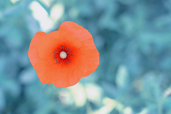 포토 JPG 해외이미지 식물 계절 꽃잎 꽃 백그라운드 잎 꽃무늬 밭 자연 벽지 풍경 초원 사람없음 야외 가로 빨간색 초록색 여름 컬러풀 햇빛 태양 뷰티 정원 봄 벚꽃 시골 신선 닫기 싱글 전쟁 양귀비 녹색배경 내추럴 블러 해외포토 자연요소 컬러 무늬 농업 모션 생태계 파일형식 이미지허브