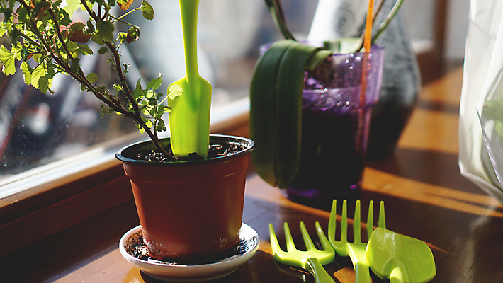 포토 JPG 해외이미지 식물 디자인 계절 꽃 지구 백그라운드 포크 농업 자연 관리 취미 사람없음 내부 목재 초록색 태양 농장 노란색 정원 봄 장비 종 발코니 흰색 도구 업무 보호 냄비 배열 꽃집 삽 원예 라벤더 구성 돌봄 뒤뜰 블러 심기 원예사 철강 카피스페이스 해외포토 자연요소 나무 직업 식기 산업 컬러 컨셉 재료 모션 상점 공백 작업 솥 허브 생태계 파일형식 이미지허브