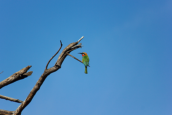 포토 JPG 해외이미지 나무 동물 야생동물 백그라운드 오렌지 자연 조류 하늘 사람없음 가로 초록색 파란색 컬러풀 뷰티 환경 검은색 사진촬영 활발 회색 흰색 나뭇가지 작음 벌 사파리 깃털 부리 가뭄 서식지 계산서 내추럴 고립 남아프리카 이국적 해외포토 식물 컬러 곤충 컨셉 과일 아프리카 날씨 촬영 크기 생태계 파일형식 이미지허브