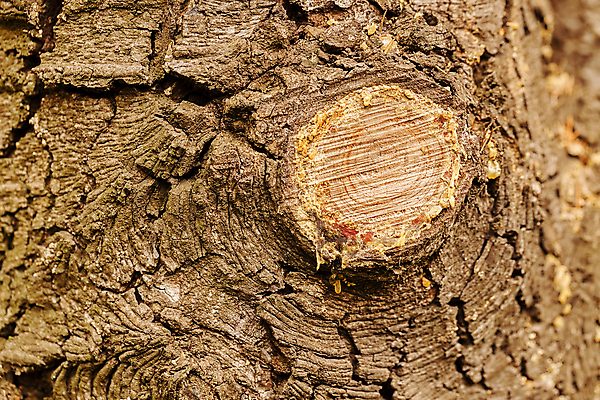포토 JPG 해외이미지 나무 계절 공원 여행 잎 자연 산 이끼 사람없음 야외 초록색 빛 노란색 환경 낭만 껍질 황금 숲 묘사 속도 질감 나무껍질 내추럴 옛날 전국 해외포토 식물 공공시설 컬러 컨셉 생태계 파일형식 이미지허브