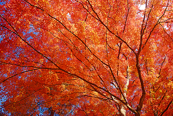 포토 JPG 해외이미지 나무 계절 공원 아시아 여행 백그라운드 단풍 잎 오렌지 자연 풍경 사람없음 야외 빨간색 컬러풀 뷰티 노란색 정원 일본 가을 숲 장면 내추럴 강렬 교토 해외포토 식물 공공시설 나라 컬러 과일 생태계 파일형식 이미지허브
