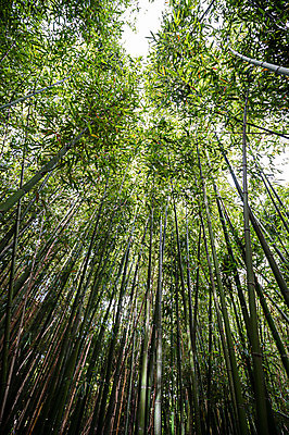 포토 JPG 해외이미지 식물 전통 디자인 아시아 문화 벽 백그라운드 패턴 자연 벽지 지팡이 표면 추상 미술 동양인 사람없음 목재 장식 갈색 노란색 바구니 줄무늬 매트 시골 거친 막대기 대나무 묘사 유기농 질감 복고 섬유 망사 밀짚 짜임 내추럴 등나무 옛날 짜기 핸드메이드 해외포토 나무 웰빙 나라 컬러 무늬 재료 모션 문화예술 인종 직물 짚 생태계 파일형식 이미지허브