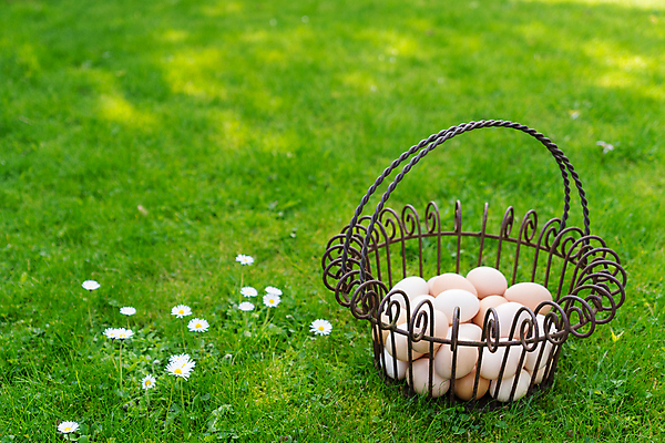포토 JPG 해외이미지 계절 꽃 음식 자연 부활절 잔디 사람없음 초록색 파란색 바구니 금속 정원 맑음 봄 신선 검색 데이지 내추럴 숨기 카피스페이스 해외포토 식물 기념일 컬러 모션 재질 날씨 공백 생태계 파일형식 이미지허브