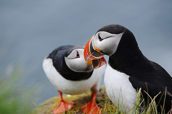 포토 JPG 해외이미지 주간 두마리 조류 사람없음 야외 소프트포커스 퍼핀 해외포토 자연요소 동물 2 촬영기법 파일형식 이미지허브