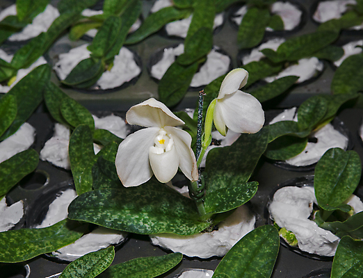 포토 JPG 해외이미지 식물 디자인 공원 꽃잎 꽃 아시아 분홍색 백그라운드 꽃무늬 패턴 태국 자연 표면 슬리퍼 종류 사람없음 장식 초록색 뷰티 노란색 정원 검은색 봄 벚꽃 흰색 신선 점 난초 보호 멸종 내추럴 고립 온실 해외포토 계절 공공시설 나라 컬러 신발 컨셉 무늬 생태계 파일형식 이미지허브