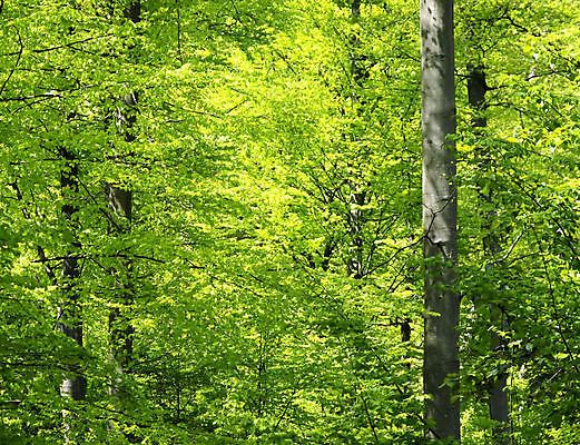 포토 JPG 해외이미지 나무 식물 디자인 계절 공원 행복 야생동물 잎 자연 미술 풍경 사람없음 야외 목재 그래픽 초록색 여름 컬러풀 뷰티 환경 봄 내추럴 해외포토 동물 공공시설 감정 컬러 재료 문화예술 생태계 파일형식 이미지허브