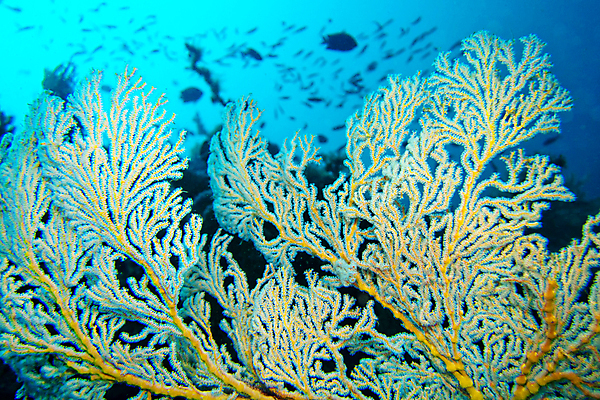 포토 JPG 해외이미지 바다 자연 사람없음 바닷속 수중 산호 수중사진 해외포토 자포동물 생태계 파일형식 이미지허브