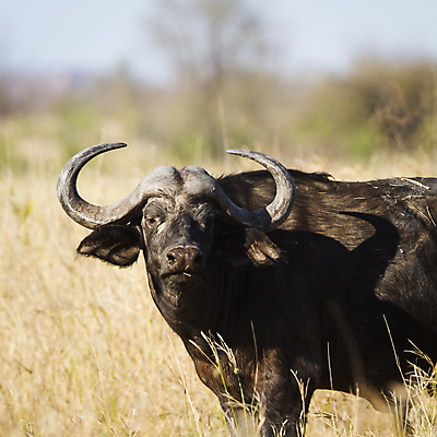 포토 JPG 해외이미지 동물 야생동물 포유류 아프리카 자연 뿔 국립공원 사람없음 사파리 정사각형 남아프리카 보호구역 해외포토 도형 공원 나라 생태계 구역 파일형식 이미지허브