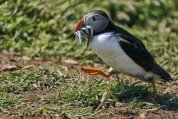 포토 JPG 해외이미지 동물 계절 야생동물 음식 모래 바다 섬 날개 오렌지 자연 조류 웨일즈 어류 사람없음 빨간색 파란색 컬러풀 노란색 검은색 흰색 작음 장어 깃털 부리 멸종 대서양 적재 계산서 내추럴 동물상 왕국 많음 펨브룩셔 해외포토 컬러 컨셉 과일 영국 조형물 수중동물 크기 생태계 파일형식 이미지허브