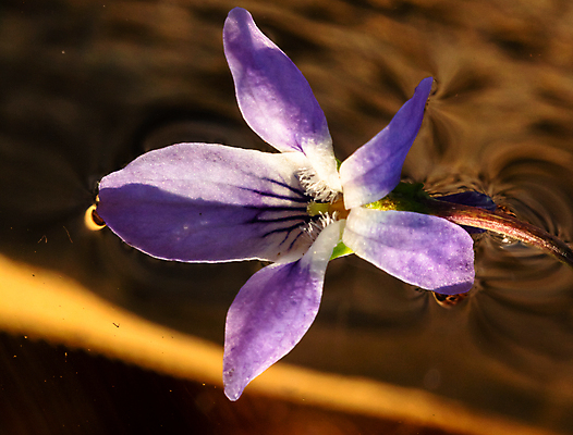 포토 JPG 해외이미지 식물 계절 꽃 줄기 잎 꽃무늬 자연 사람없음 초록색 파란색 환경 정원 보라색 봄 젖음 들꽃 성장 벚꽃 신선 개화 닫기 달콤 제비꽃 싱글 생물학 내추럴 고립 비올라 해외포토 교육 컬러 무늬 모션 맛 생태계 파일형식 찰현악기 이미지허브